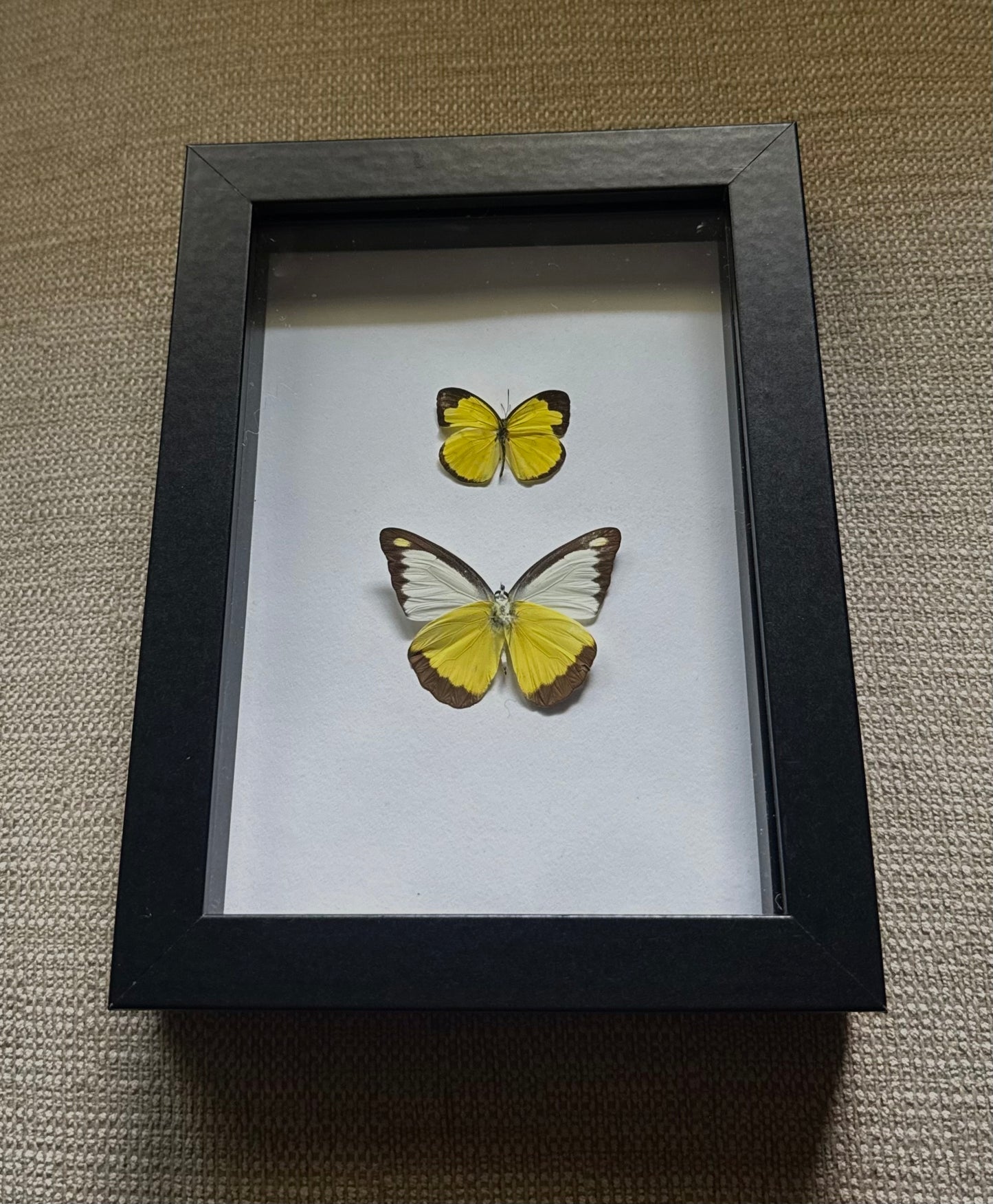 Pieridae Duo