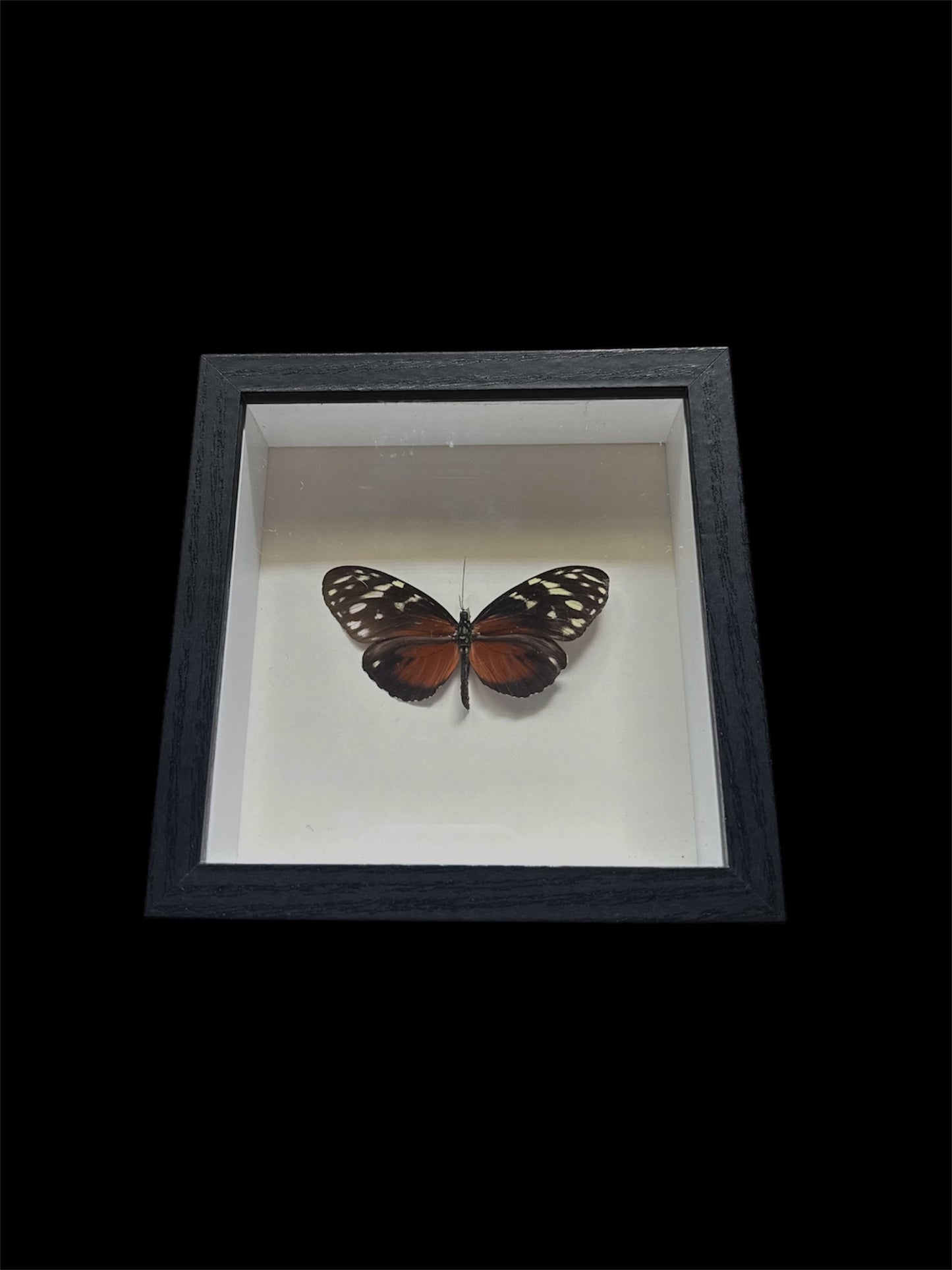 golden longwing