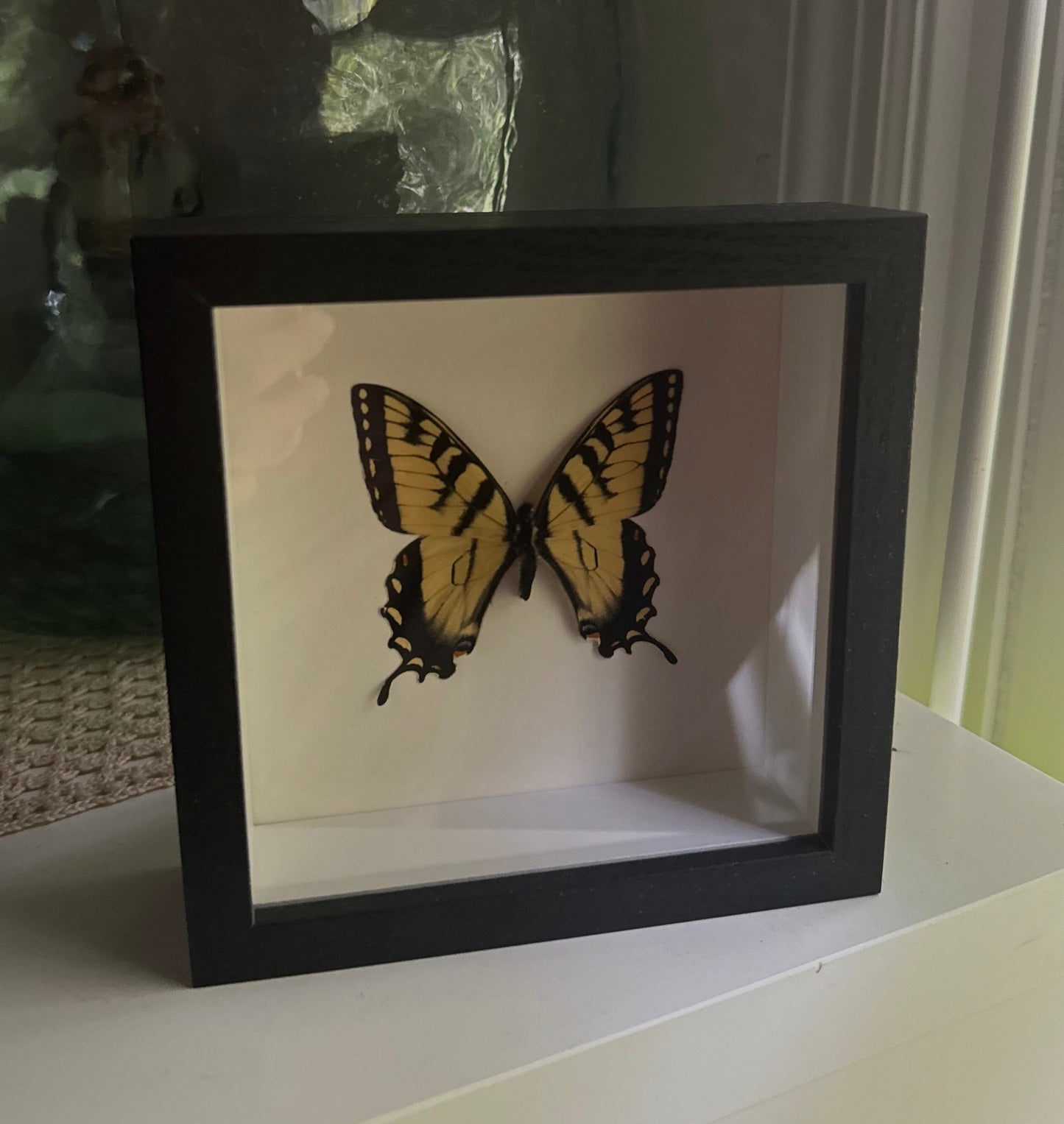 eastern tiger swallowtail