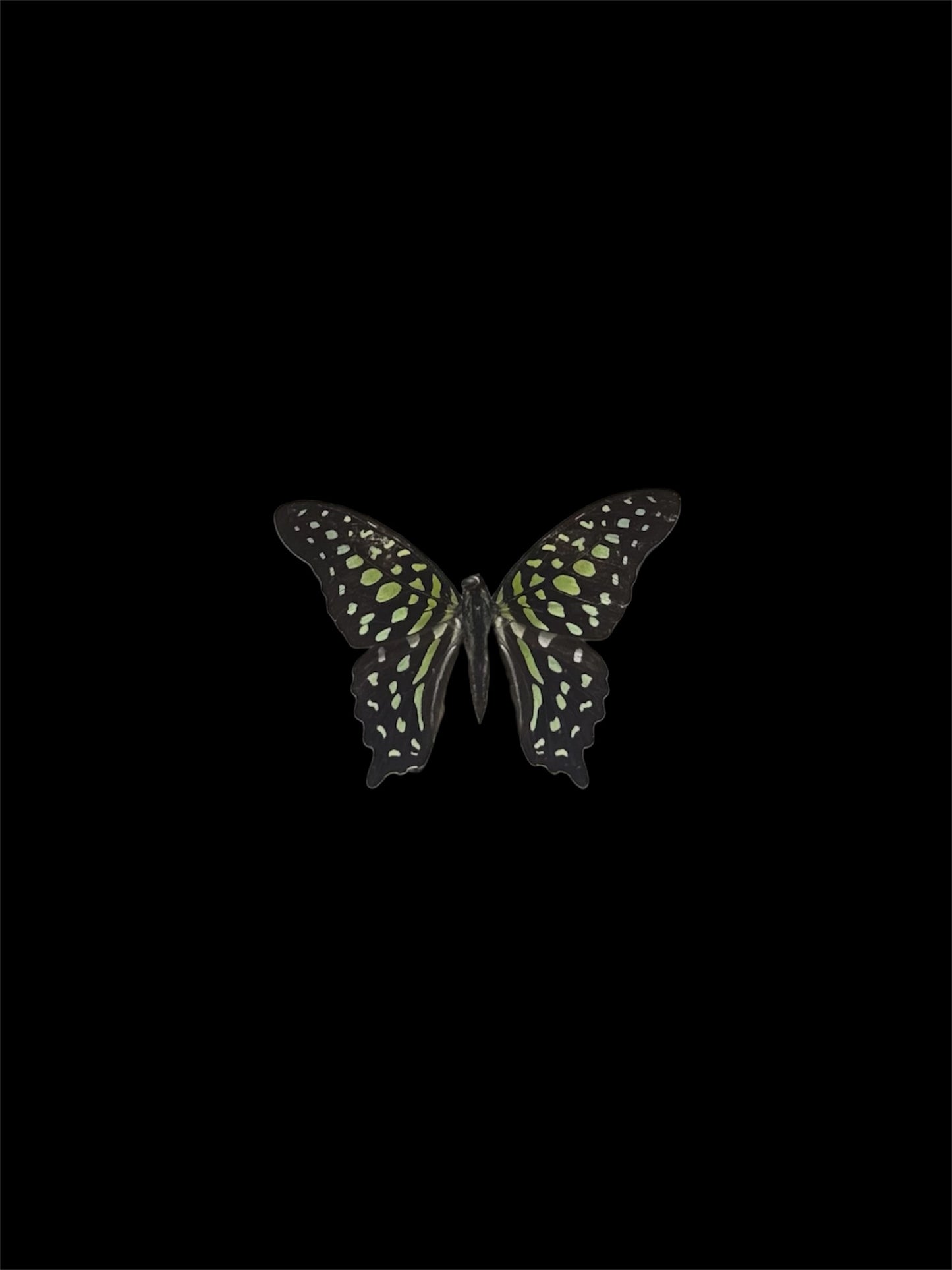 Tailed Jay