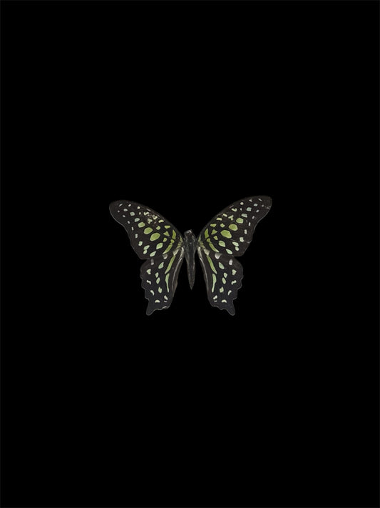Tailed Jay