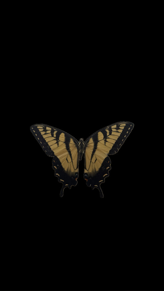 eastern tiger swallowtail
