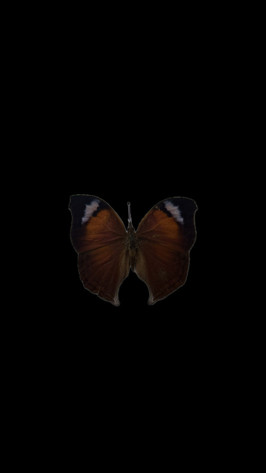 Anteva