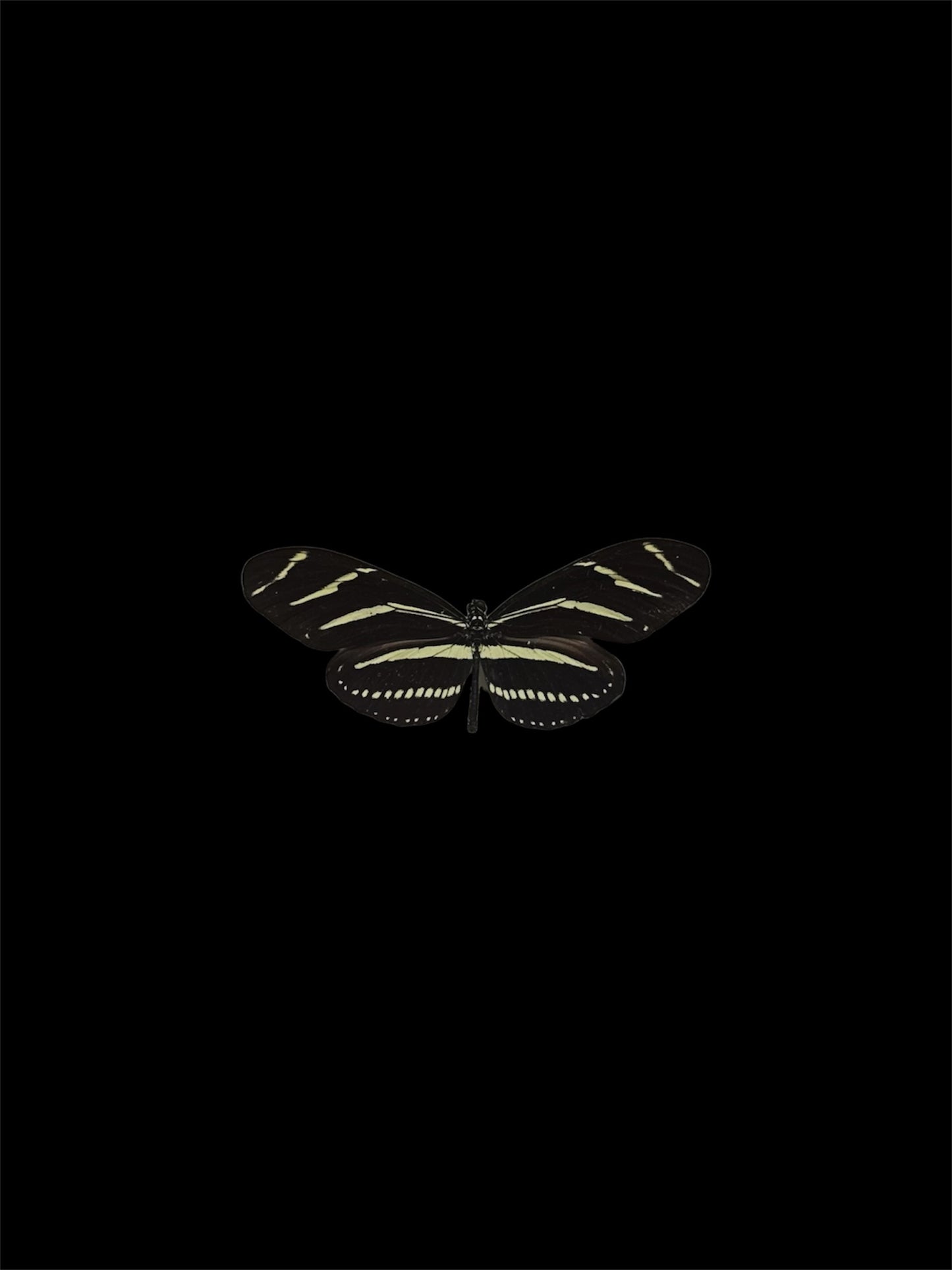 Zebra striped longwing