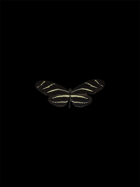 Zebra striped longwing