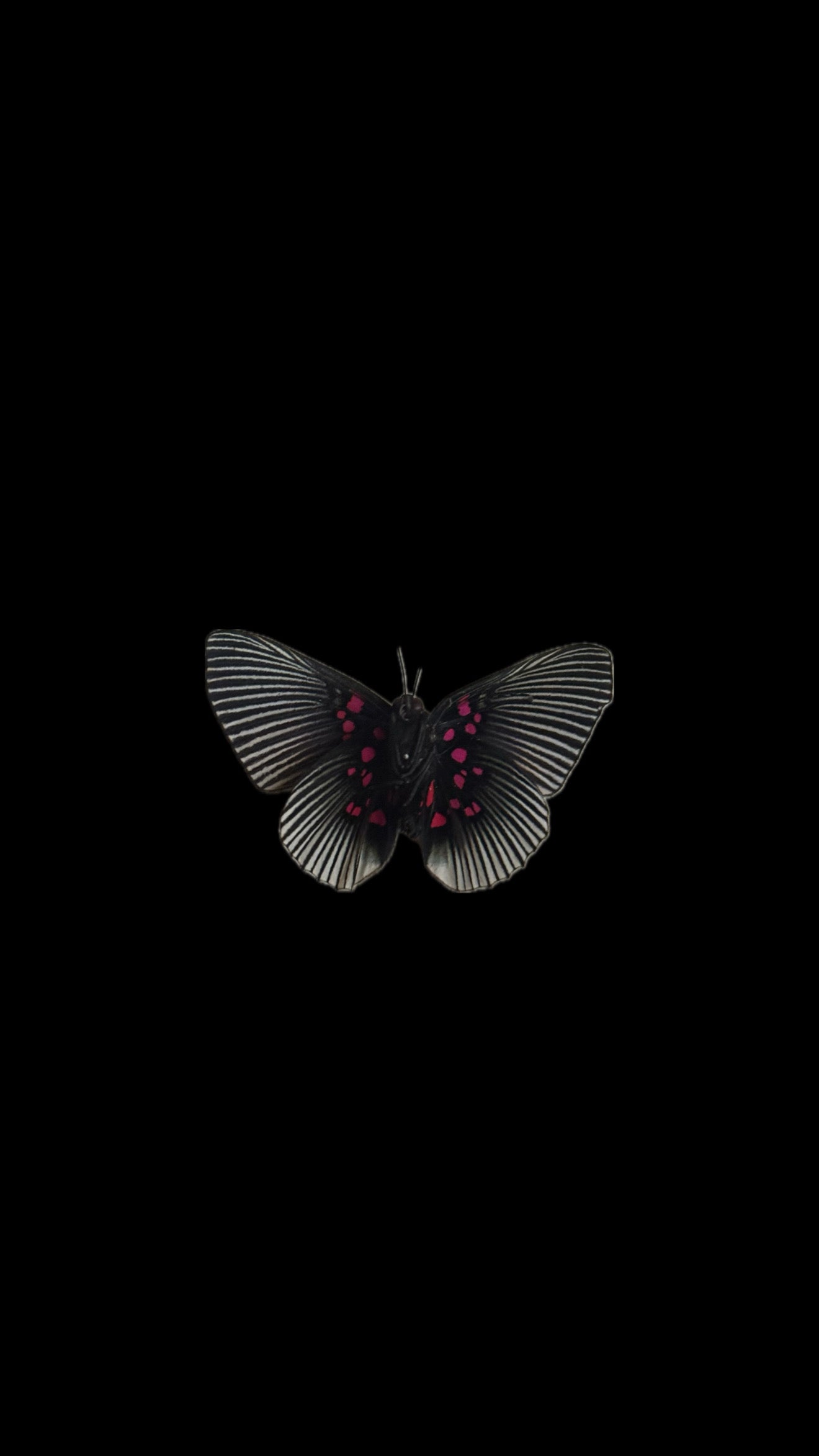 pink dotted metalmark