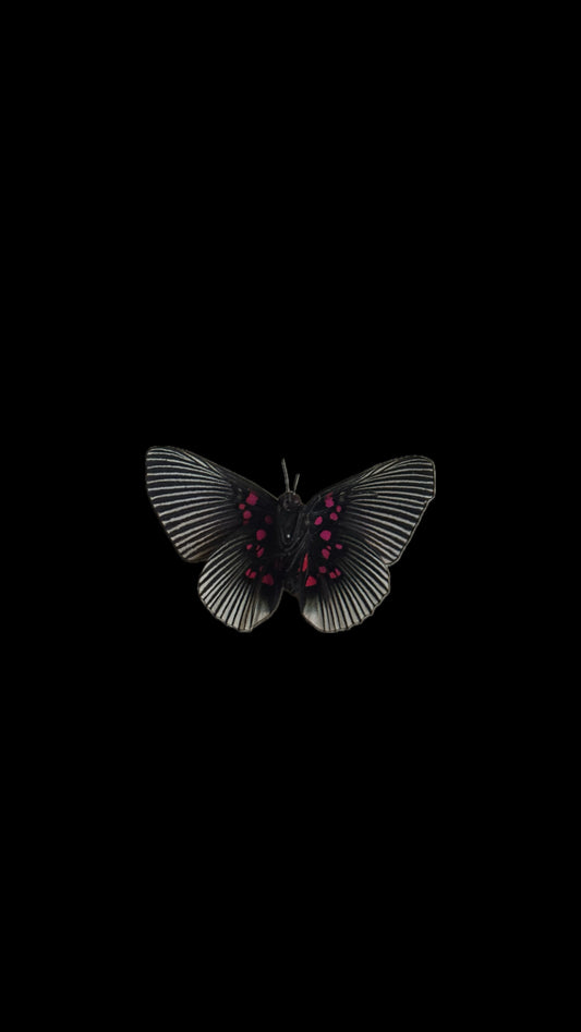 pink dotted metalmark
