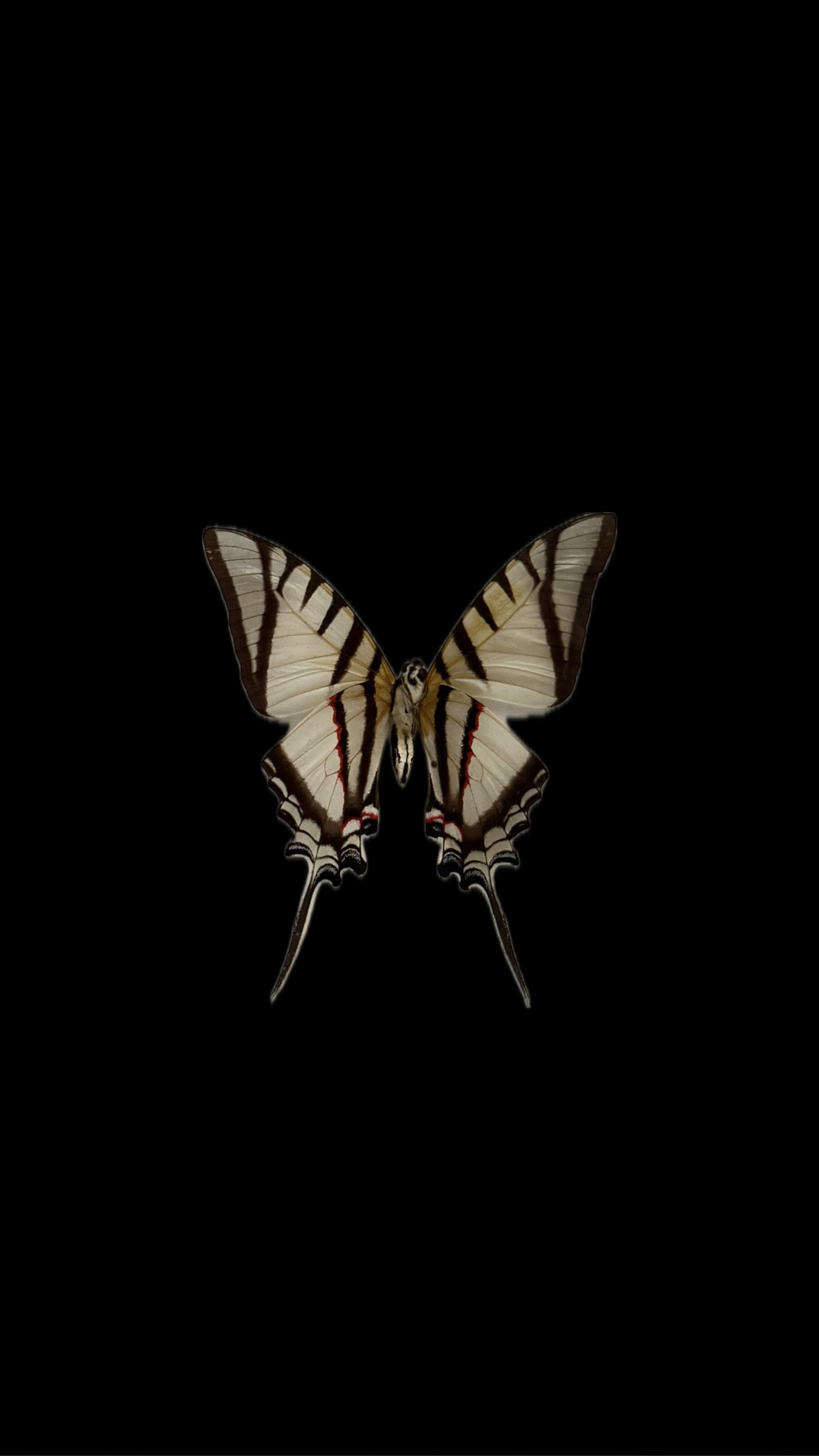 great kite swallowtail