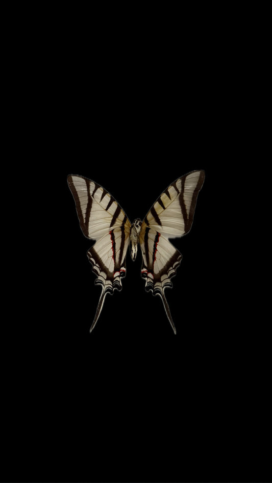 great kite swallowtail