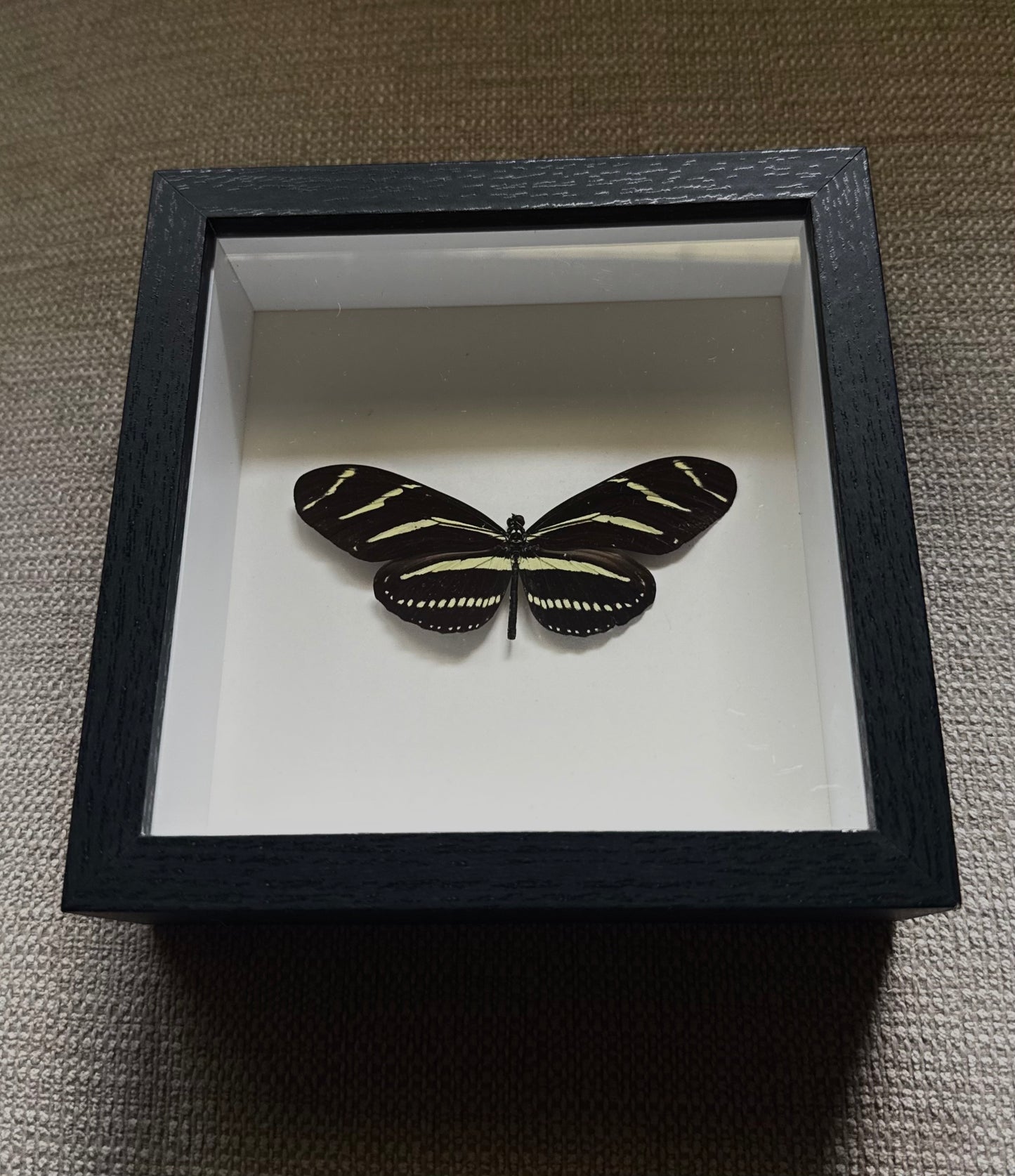 Zebra striped longwing
