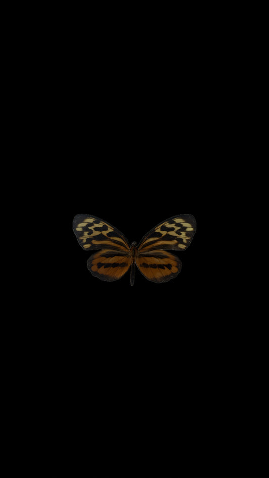 harmonia tiger wing
