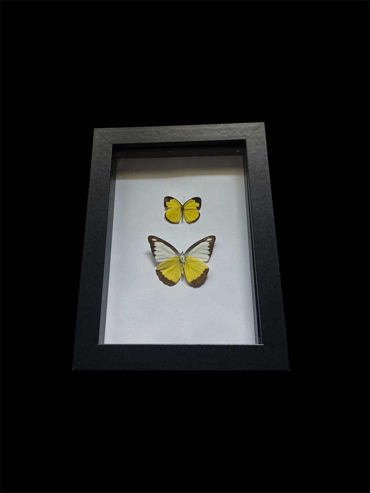 Pieridae Duo