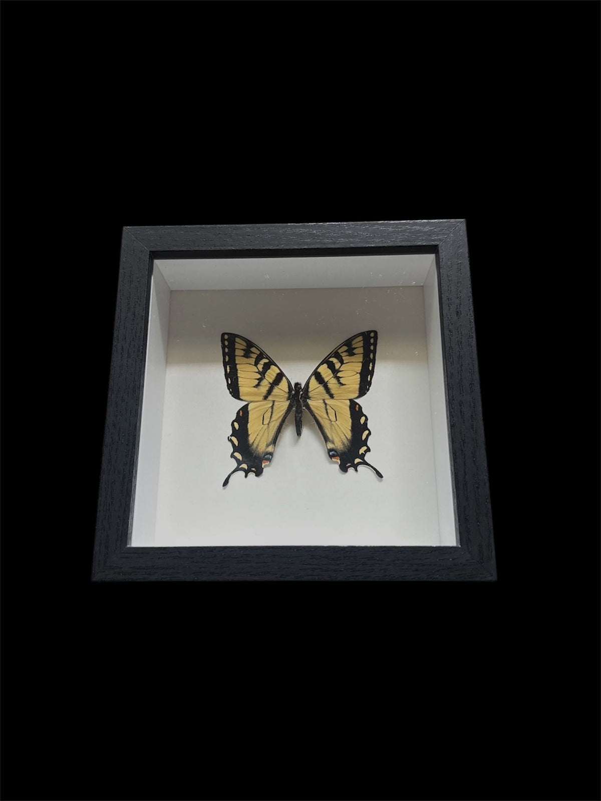 eastern tiger swallowtail
