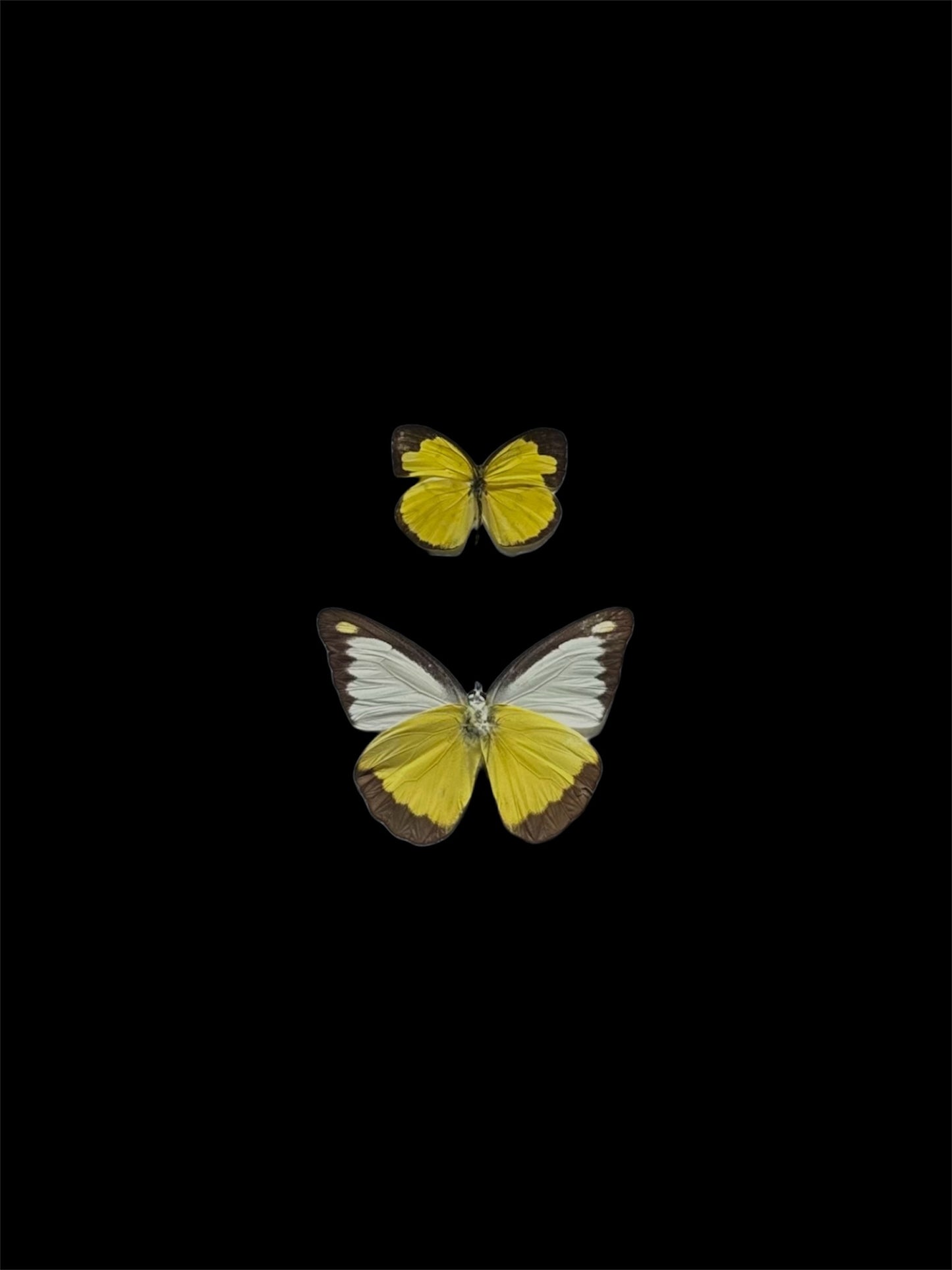 Pieridae Duo