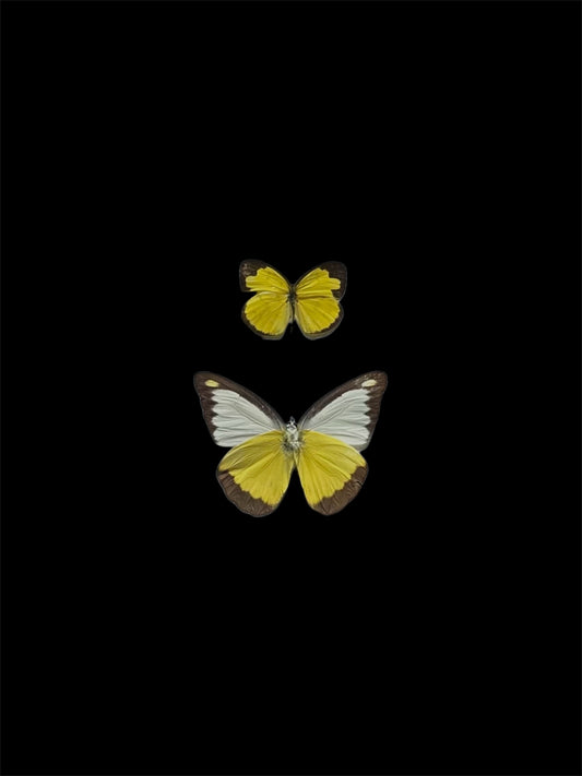 Pieridae Duo