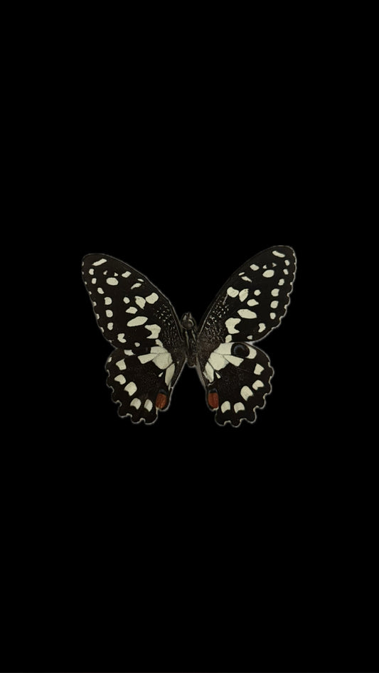 dingy swallowtail