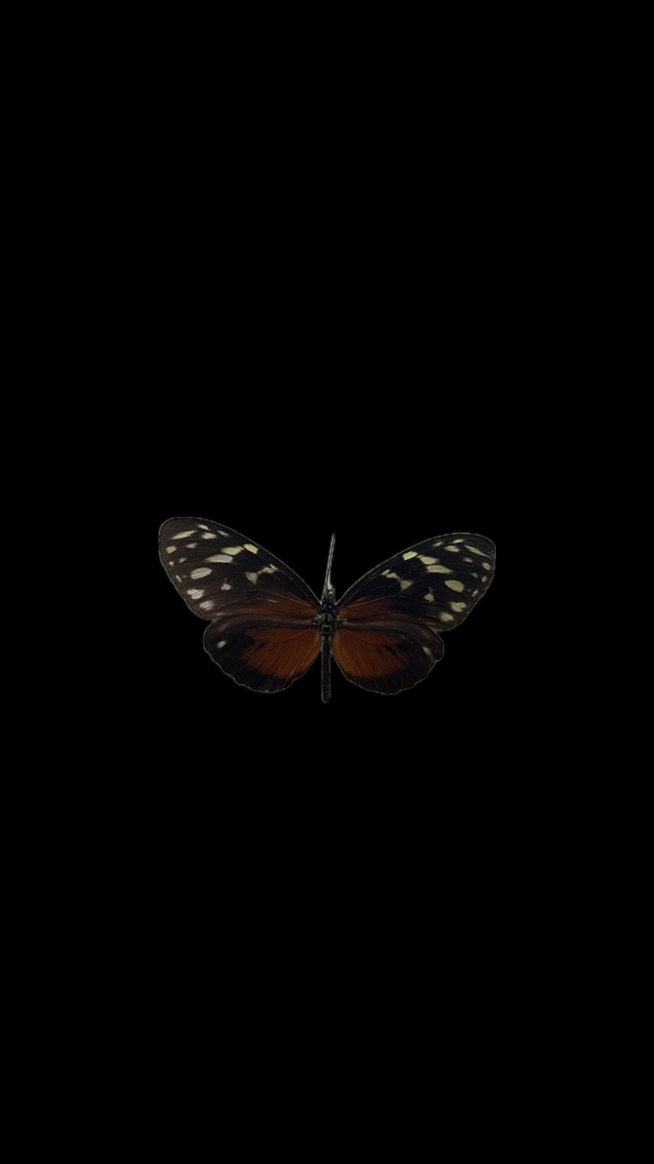 golden longwing