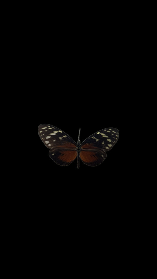 golden longwing