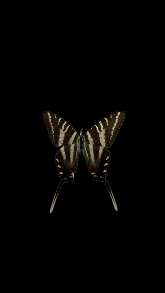 zebra stripe swallowtail