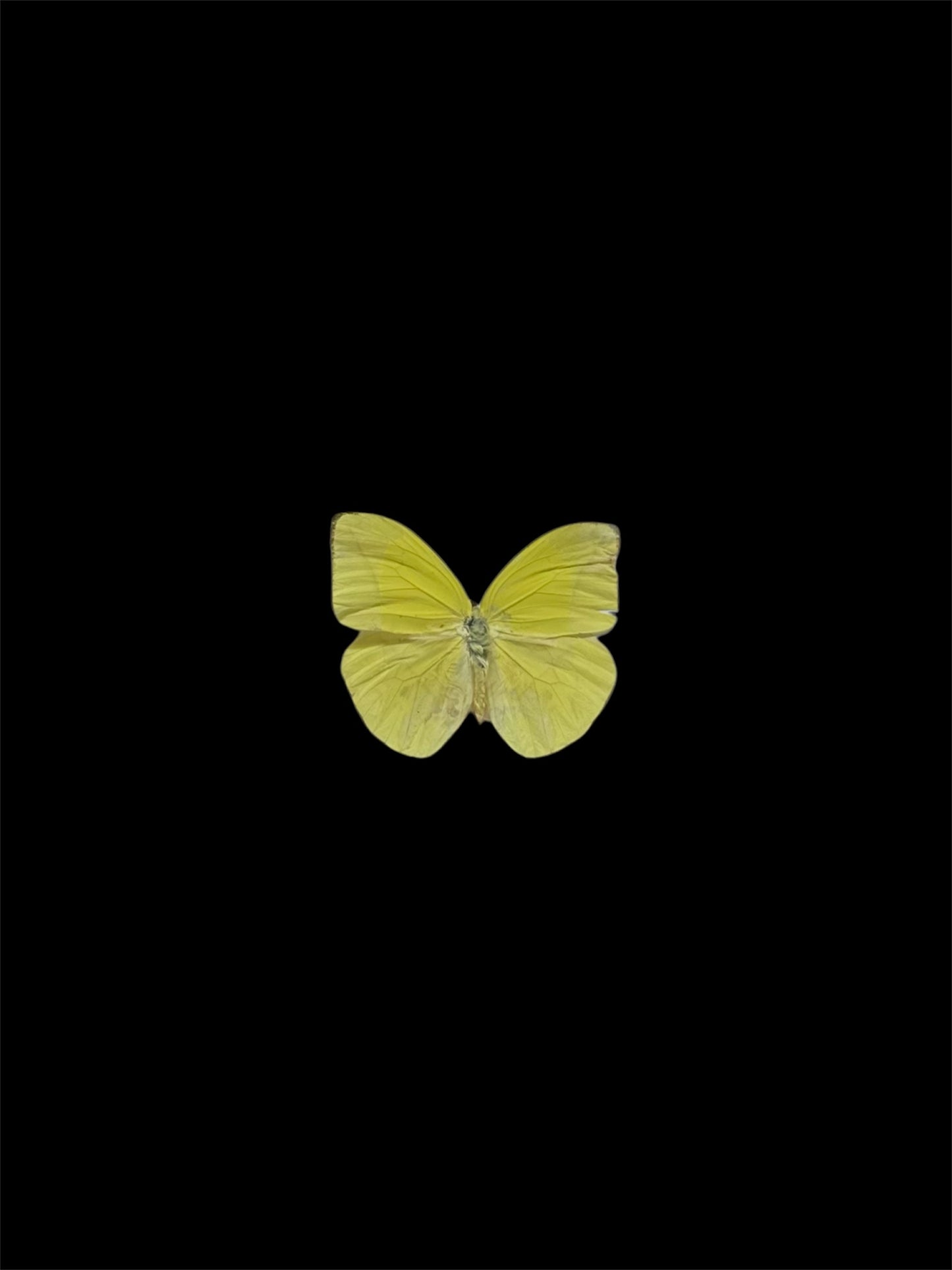 Yellow sulphur