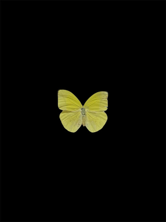 Yellow sulphur