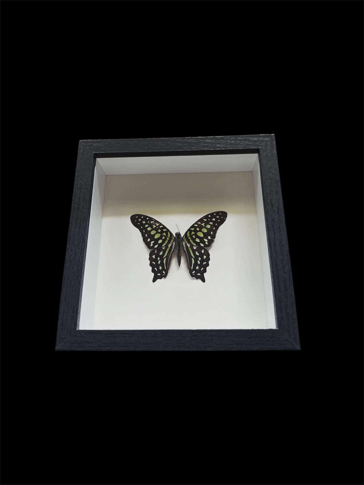 Tailed Jay