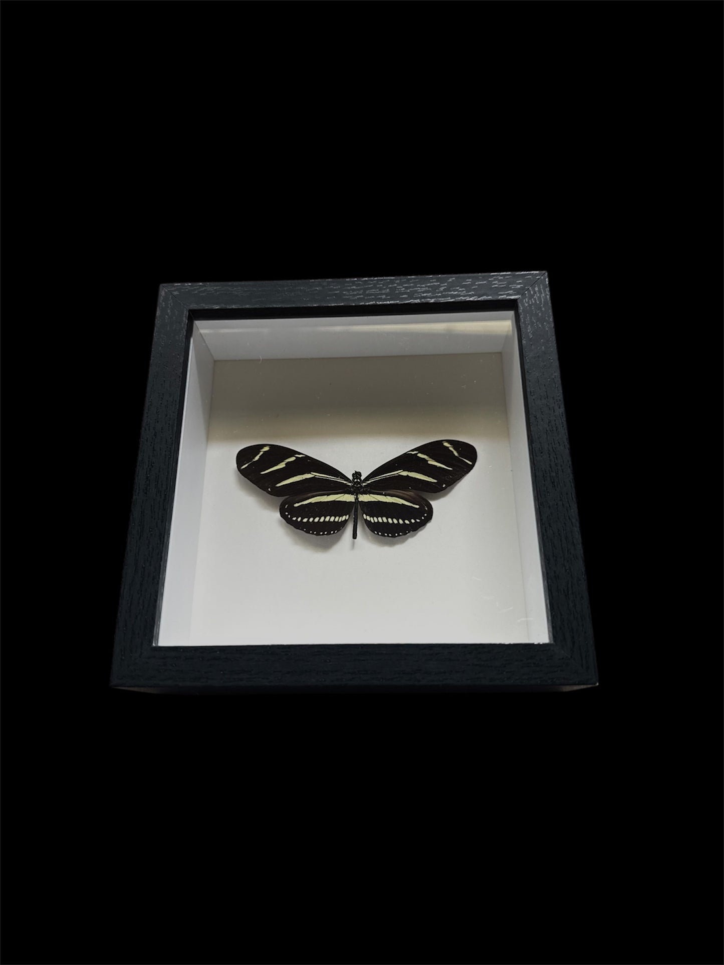 Zebra striped longwing